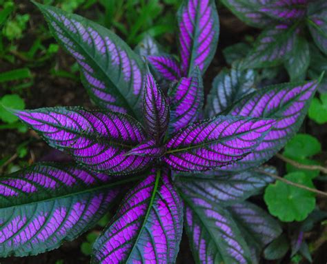 Best Small Colorful Plants