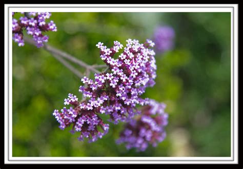 Image result for Photoshop Frame Tutorial