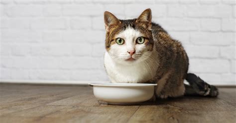 A Diamond Pet Foods Guide to Caring for Your Senior Cat