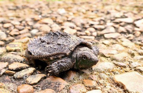 Image result for Eating Snapping Turtles