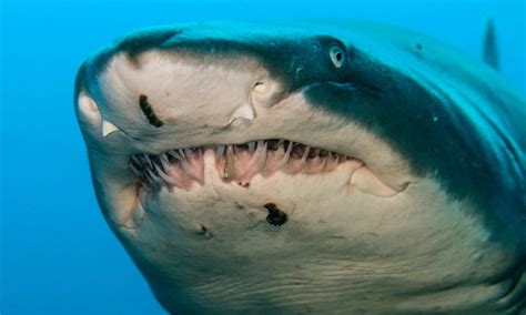 Are Tiger Sharks Dangerous Or Aggressive? - A-Z Animals