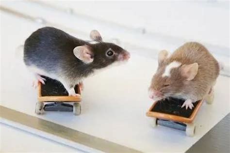 属鼠出生年份表年龄，属鼠是几几年的分别是多少岁_生肖_若朴堂文化