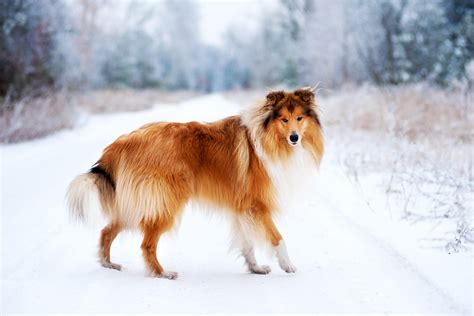Breeds Of Collies at Hayden Champ blog