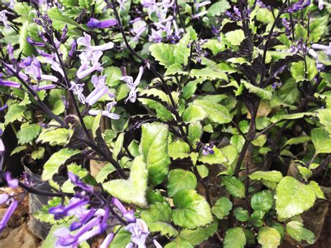 Plectranthus 'Mona Lavender' Plant Care Guide | Plantly