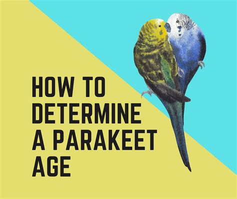 Here's How To Determine Parakeet Age - Birds News