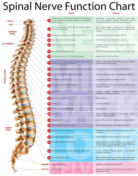 Spinal Nerves Function Chart