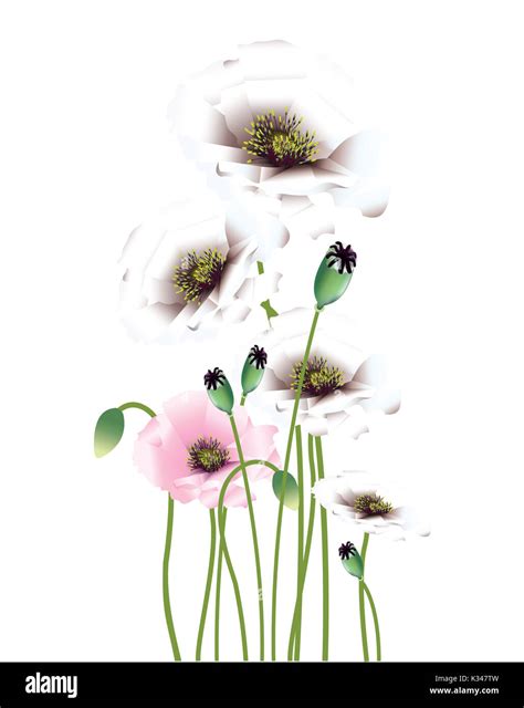 Beautiful bright colors poppies with buds and seed pods Stock Photo - Alamy