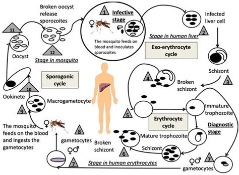 A Mitocentric View of the Main Bacterial and Parasitic Infectious ...