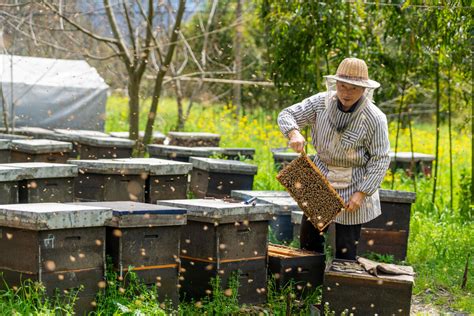 开原女企业家养蜂创业30年 从1箱发展到300箱的蜂场_大辽网_腾讯网