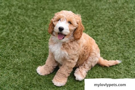 Image result for Flat Coat Cockapoo