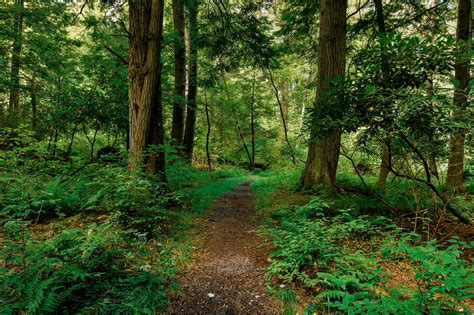 Cathedral State Park - West Virginia State Parks