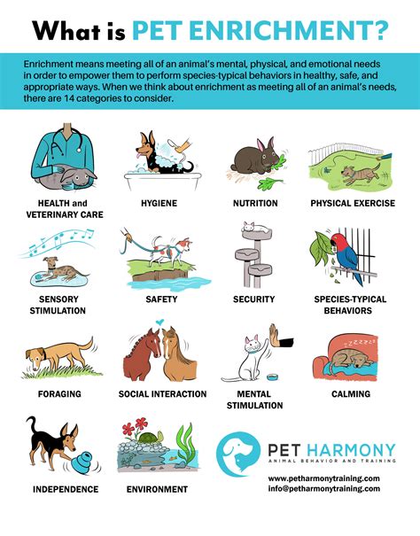 The 14 Categories of Pet Enrichment - Pet Harmony