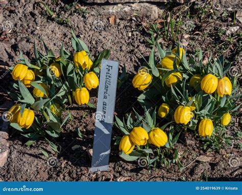 Golden Fritillary (Fritillaria Aurea) Flowering with Yellow, Chequered ...