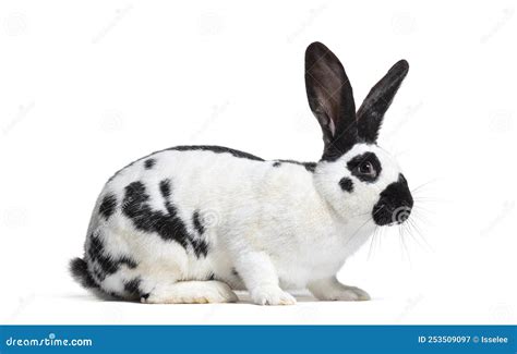 Checkered Giant Rabbit Full Grown