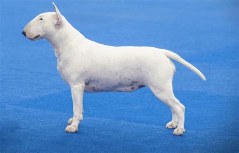 Bull Terrier - Características, Temperamento e Cuidados