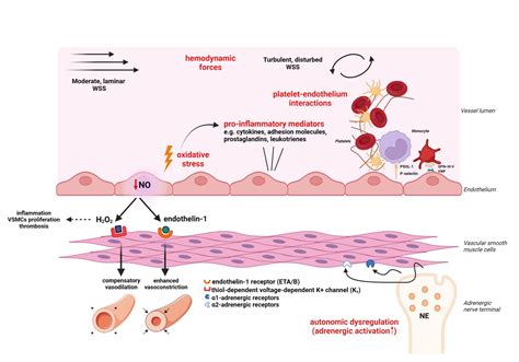 Coronary microvascular dysfunction: Implications in ischemic heart ...