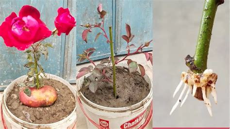 Image result for How to Propagate Roses Using Potatoes