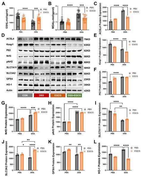 EGCG Alleviates DSS-Induced Colitis by Inhibiting Ferroptosis Through ...