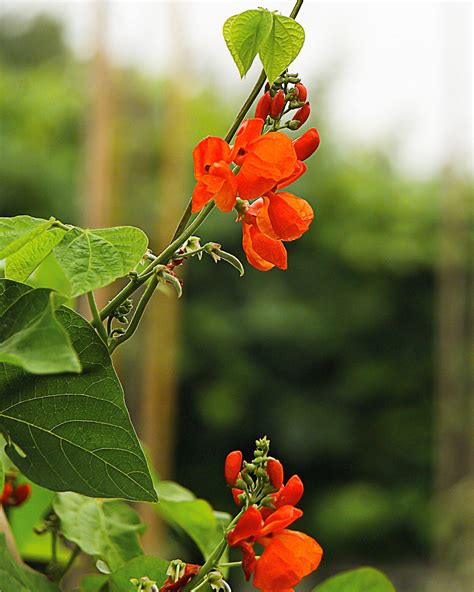 How to Plant and Grow Scarlet Runner Bean