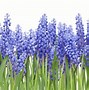 Image result for Spring Flowers Bunnies and Baby Animals