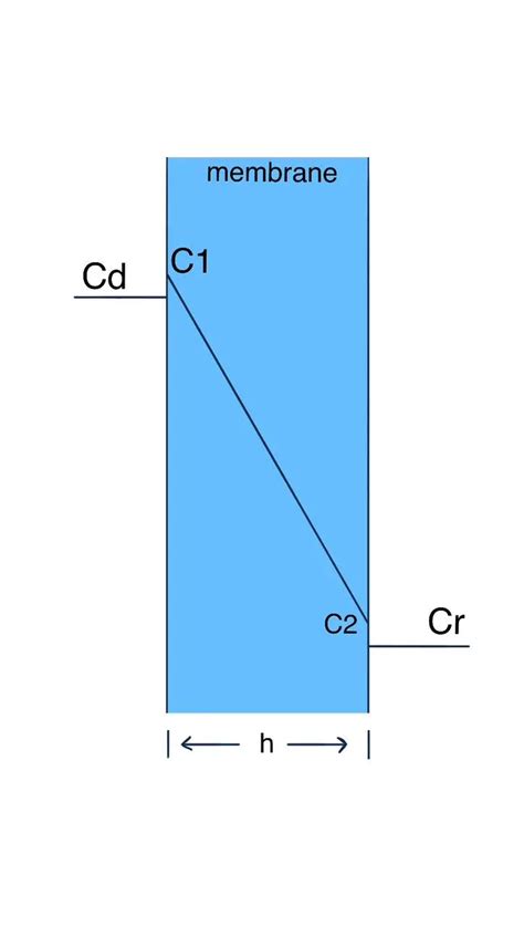 Image result for Diffusion Membrane