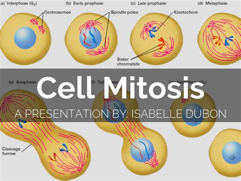 Image result for Scnt Cell Reprogramming