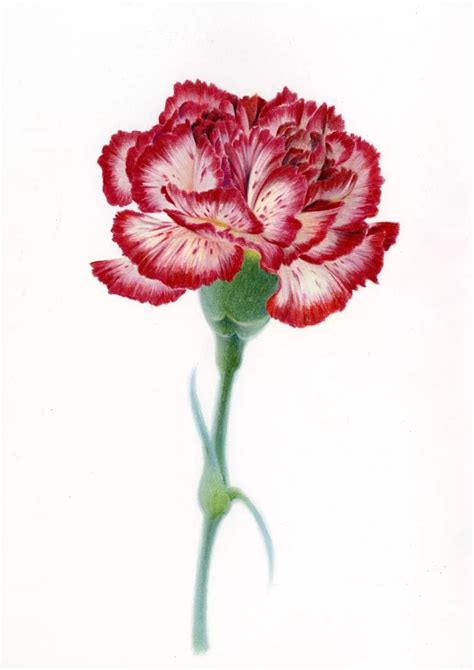 彩铅手绘 的图像结果