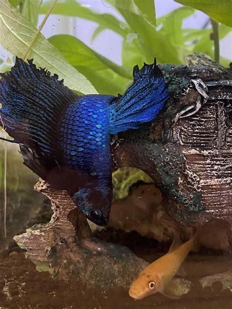 “I'm watching you, Wazowski. Always watching.” : r/bettafish