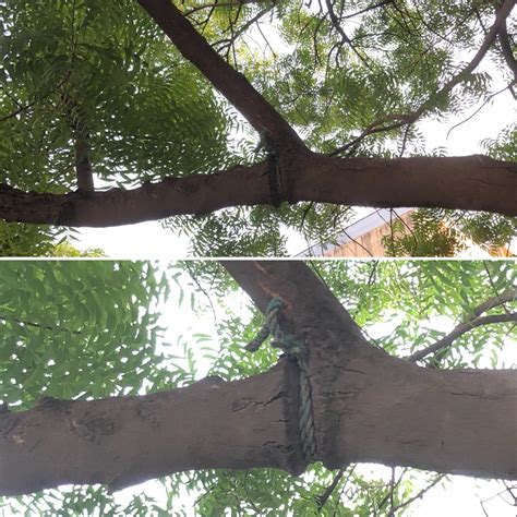 REMOVE ROPES TIED ON TREES - New Delhi Nature Society