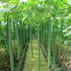 naturehils F1 Ridge Gourd Seeds, Organic Seeds For Gardening, toree ...
