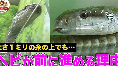 Image result for Monty Python Turtle