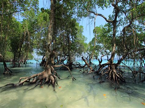 Get to know these stunning mangroves in India | Times of India Travel