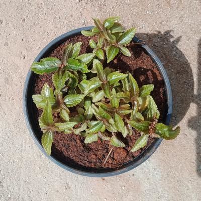 The Green Tag, Bangalore - Order Online