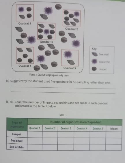 Solved: Quadrat 1 Quadrat 2 Quadrat 3 Key: Sea snail Sea urchin Quadrat ...