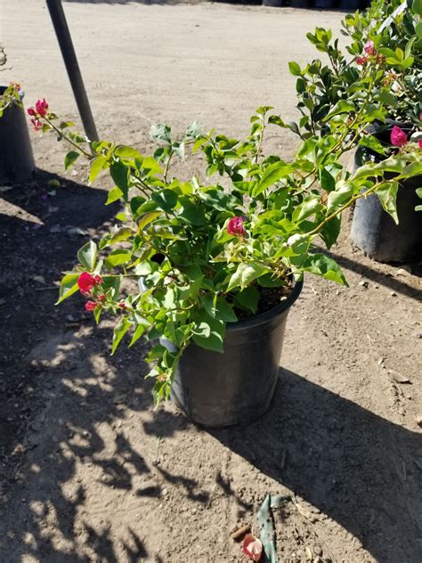 Buy Bougainvillea 'La Jolla' (Shrub) (La Jolla Bougainvillea)