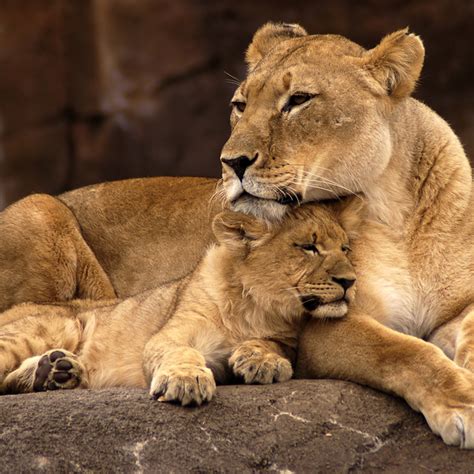 Baby Lion With Mother
