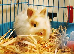 Image result for Cute White Bunny Rabbits