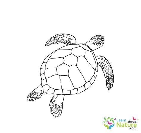 Cute Sea Turtle Coloring Pages