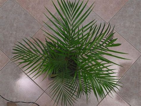 Image result for Hibiscus Plant Root System