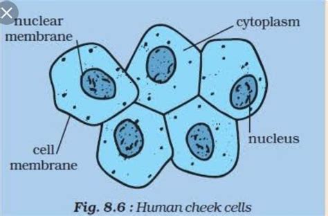 draw a neat diagram of human cheek cell and label its three parts ...