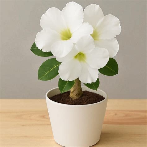 Adenium R123 – Plant Orbit
