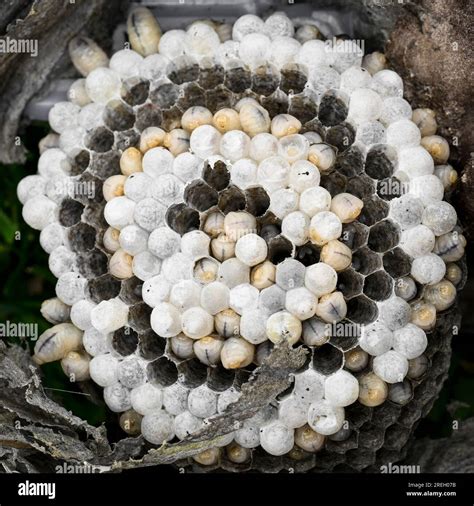 Nest Of Maggots