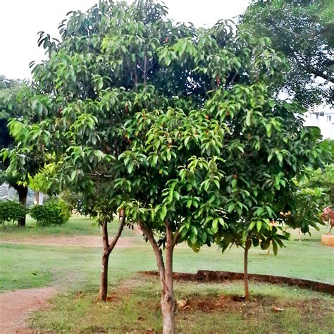 Buy Avenue Trees (plants) Online India at best price on PlantsGuru