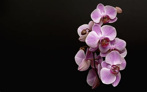 Desktop Wallpapers orchids Pink color flower Black 1920x1200