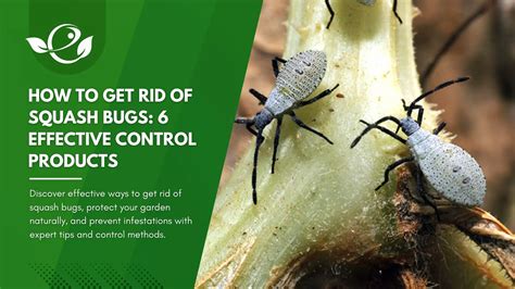 How To Get Rid Of Squash Bugs: 6 Effective Control Products
