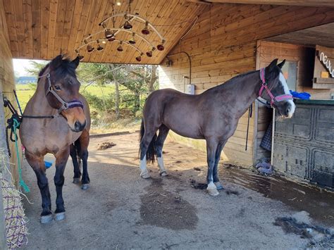 Image result for Go Fetch