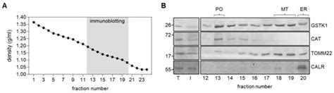 Antioxidants | Special Issue : Glutathione and GSH-Related Enzymes in ...