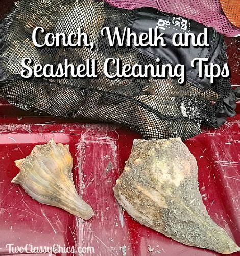 Image result for Cleaning Conch Shells