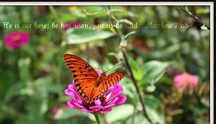 Image result for Easter Butterfly