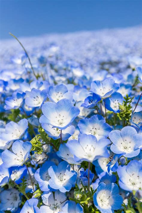 Nemophila (Baby blue eyes) at Hitachi Seaside Park | Blue flowers ...